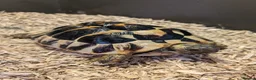 Tortoise reptiles for sale: 2x Herman's Tortoises for sale  - Advert 2