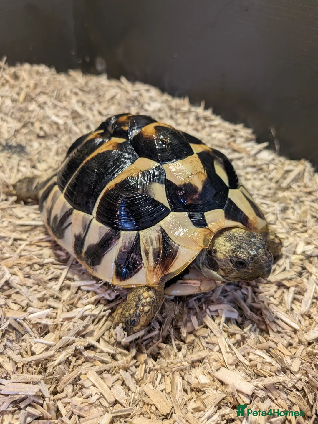 Tortoise reptiles for sale: 2x Herman's Tortoises for sale  - Advert 2