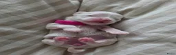 Maltese dogs for sale: Purebred Korean maltese puppies in Stevenage - Advert 8