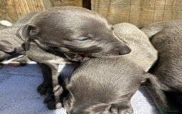 Whippet dogs for sale: Blue KC Boy "adorable" - Image 1