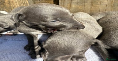 Whippet dogs - Advert 11