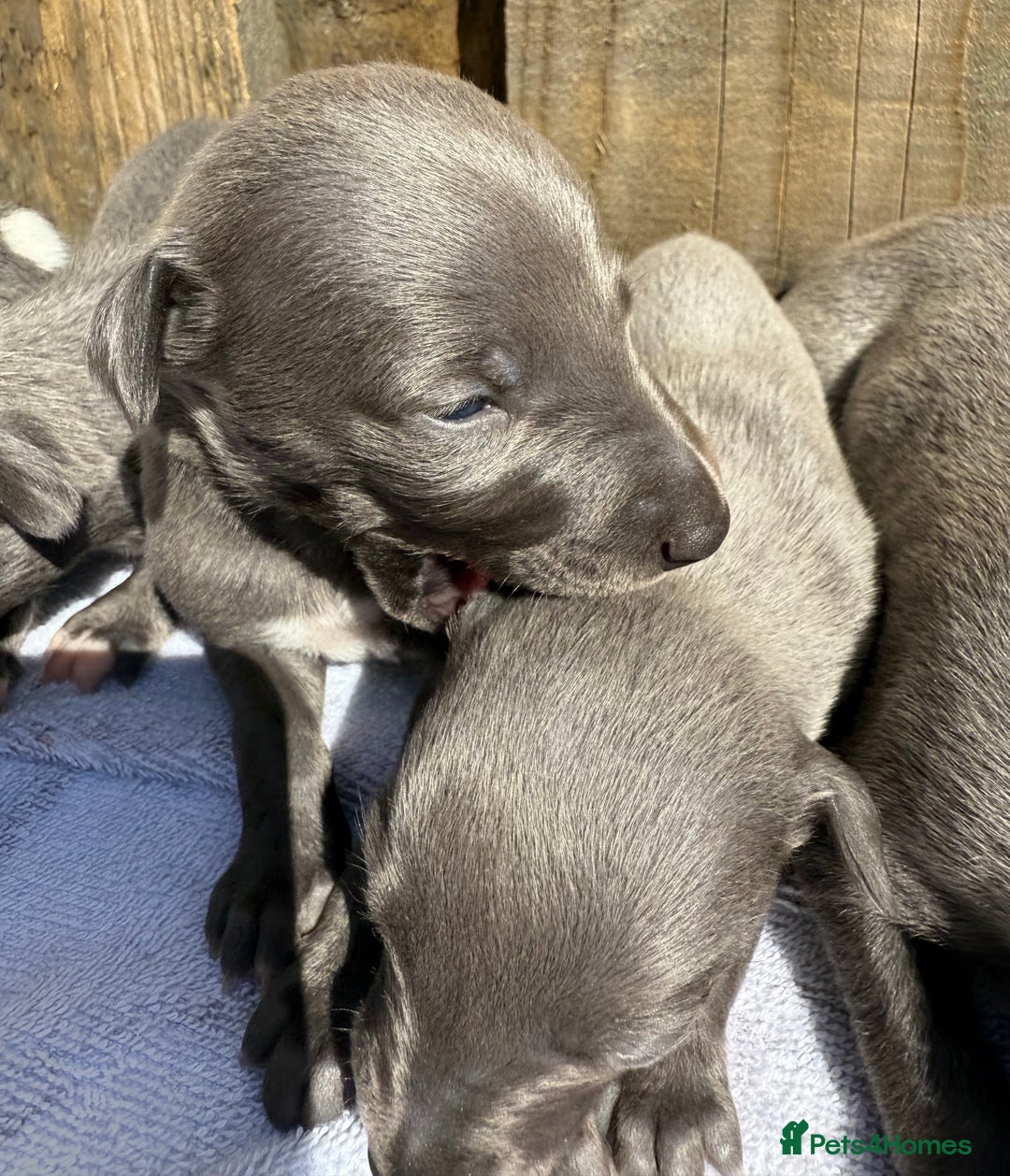 Whippet dogs for sale: Blue KC Boy "adorable" - Image 1