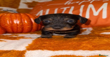 Dachshund dogs - Advert 4