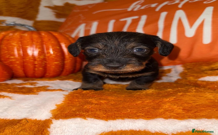 Dachshund dogs - Advert 4