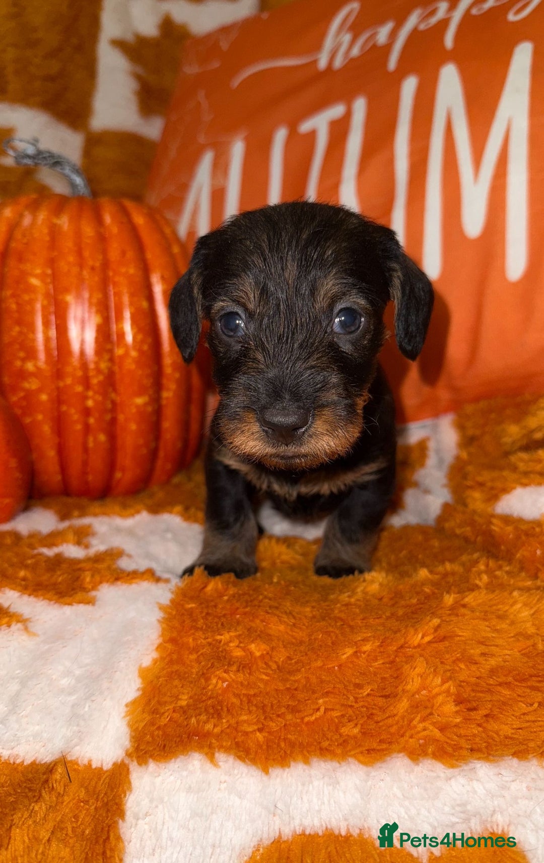 Dachshund dogs for sale: 🩷💙Stunning KC Wire haired Dachshunds🩷💙 - Image 1