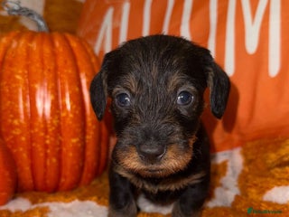 Dachshund dogs - Advert 1