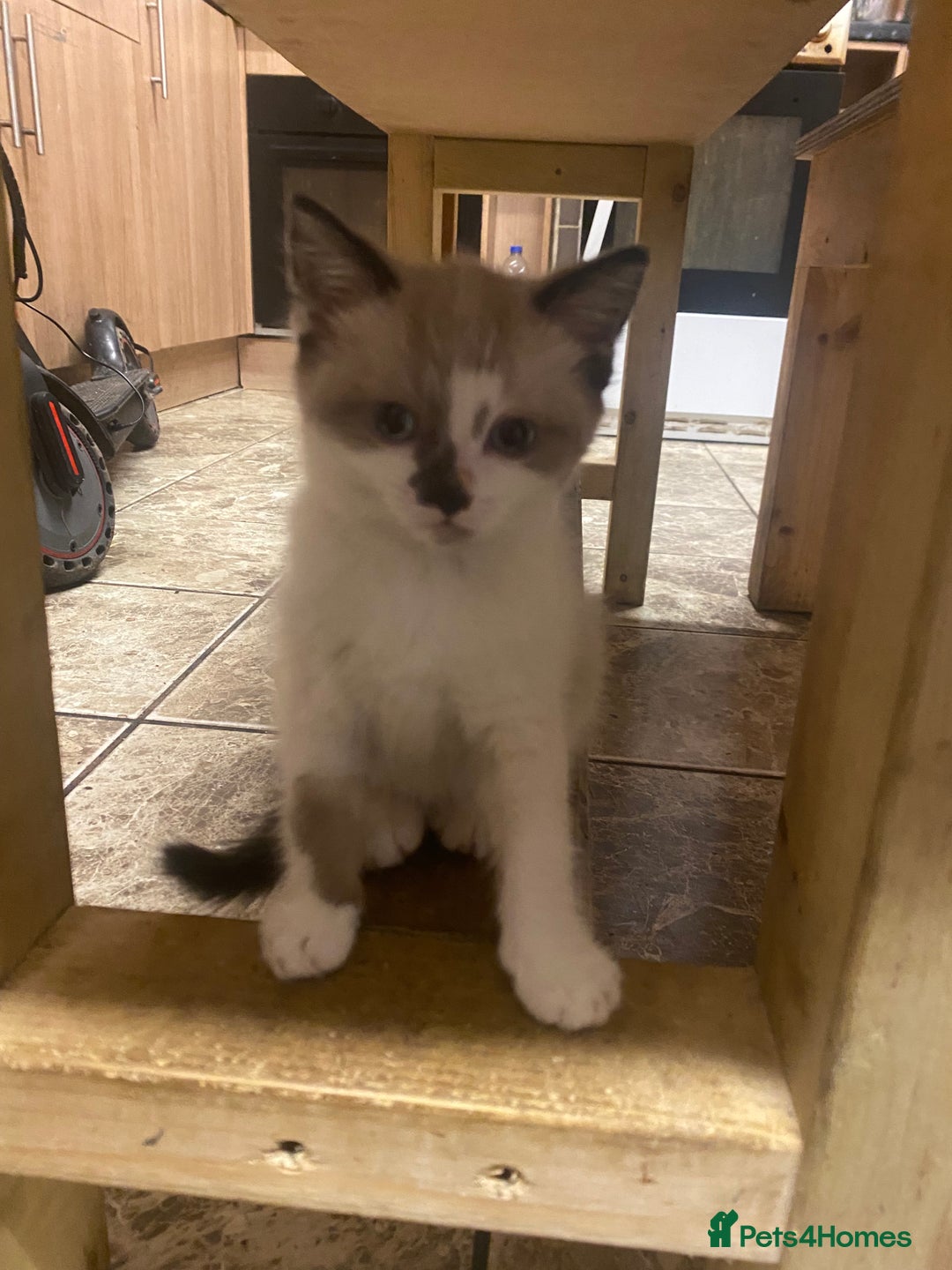 British Shorthair cats for sale: Beautiful kitten - Advert 10