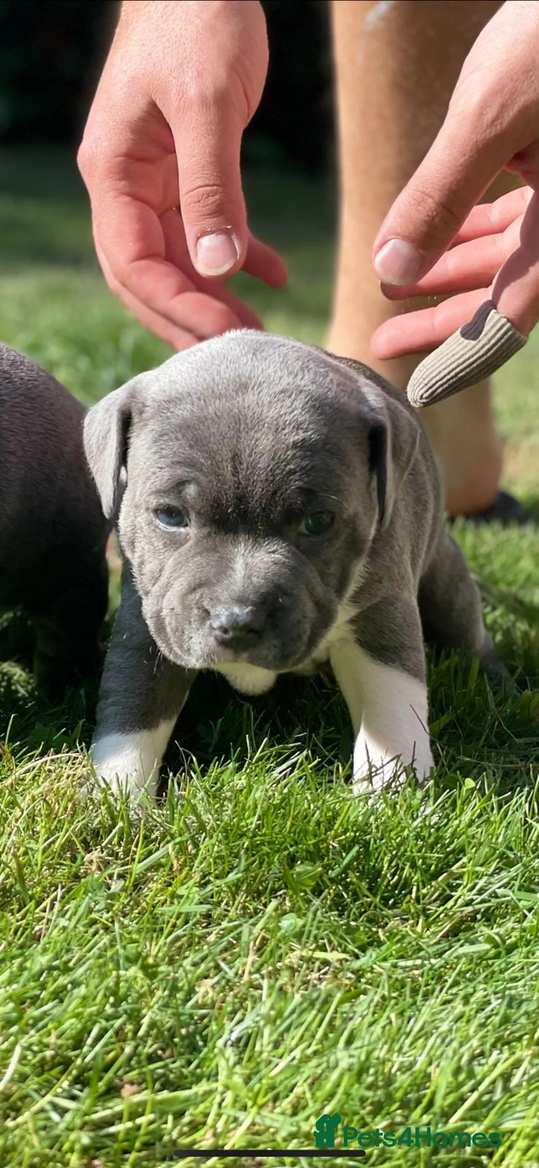 Staffordshire Bull Terrier dogs for stud: Stud son of grand champion yoker  - Advert 7