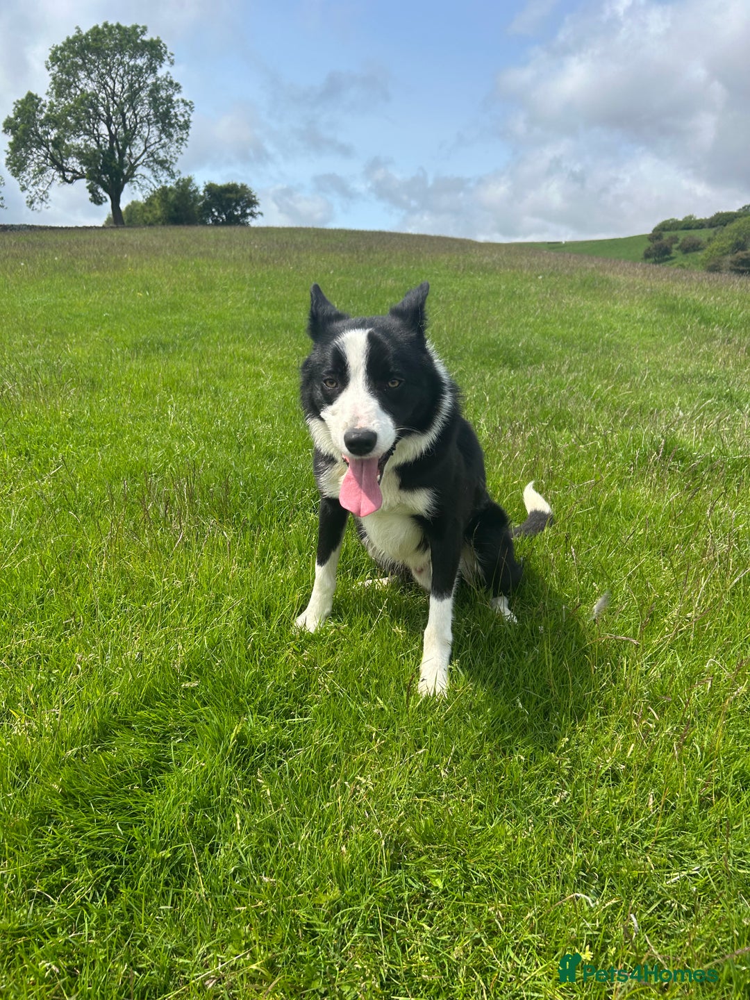 Border Collie dogs for sale: dog for sale - Image 10