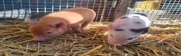 Pig livestock for sale: 🐷 MINI PIGLETS LOOKING FOR THEIR FOREVER HOMES 🐷 - Advert 5