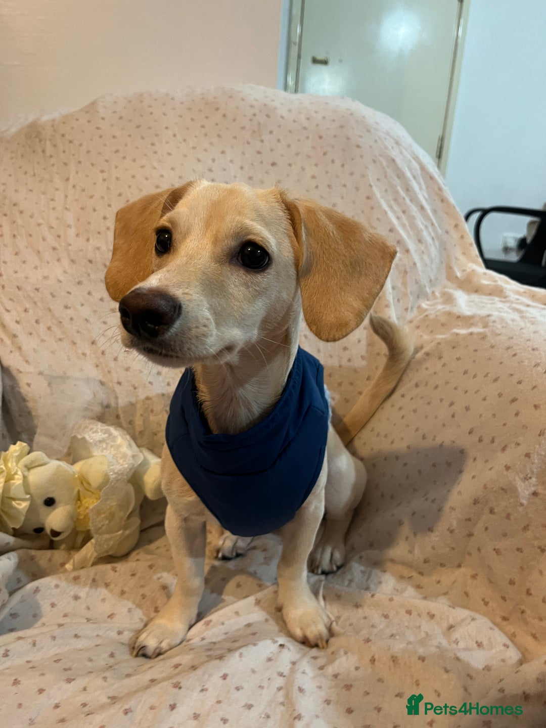 Mixed Breed dogs for sale: Adorable 7 months mini dachshund puppy! 🐶 - Advert 4