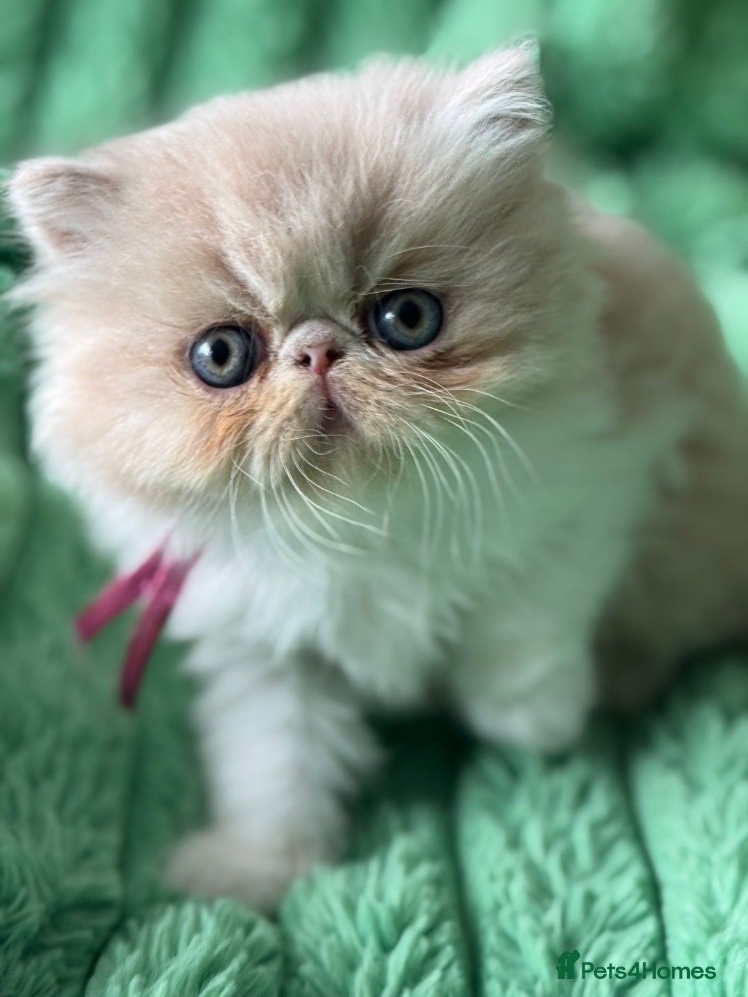 Exotic Kittens Rare Cats For Sale Exotic Kittens For Sale Pets4Homes