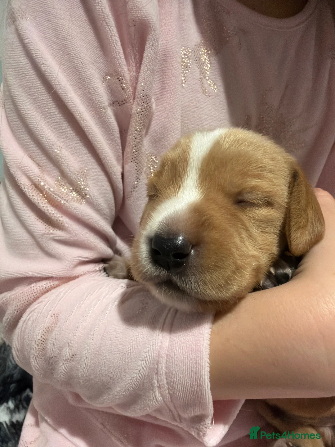 Cocker Spaniel dogs for sale: 🐾Show type cocker spaniel health tested puppies🐾 in King's Lynn - Advert 7