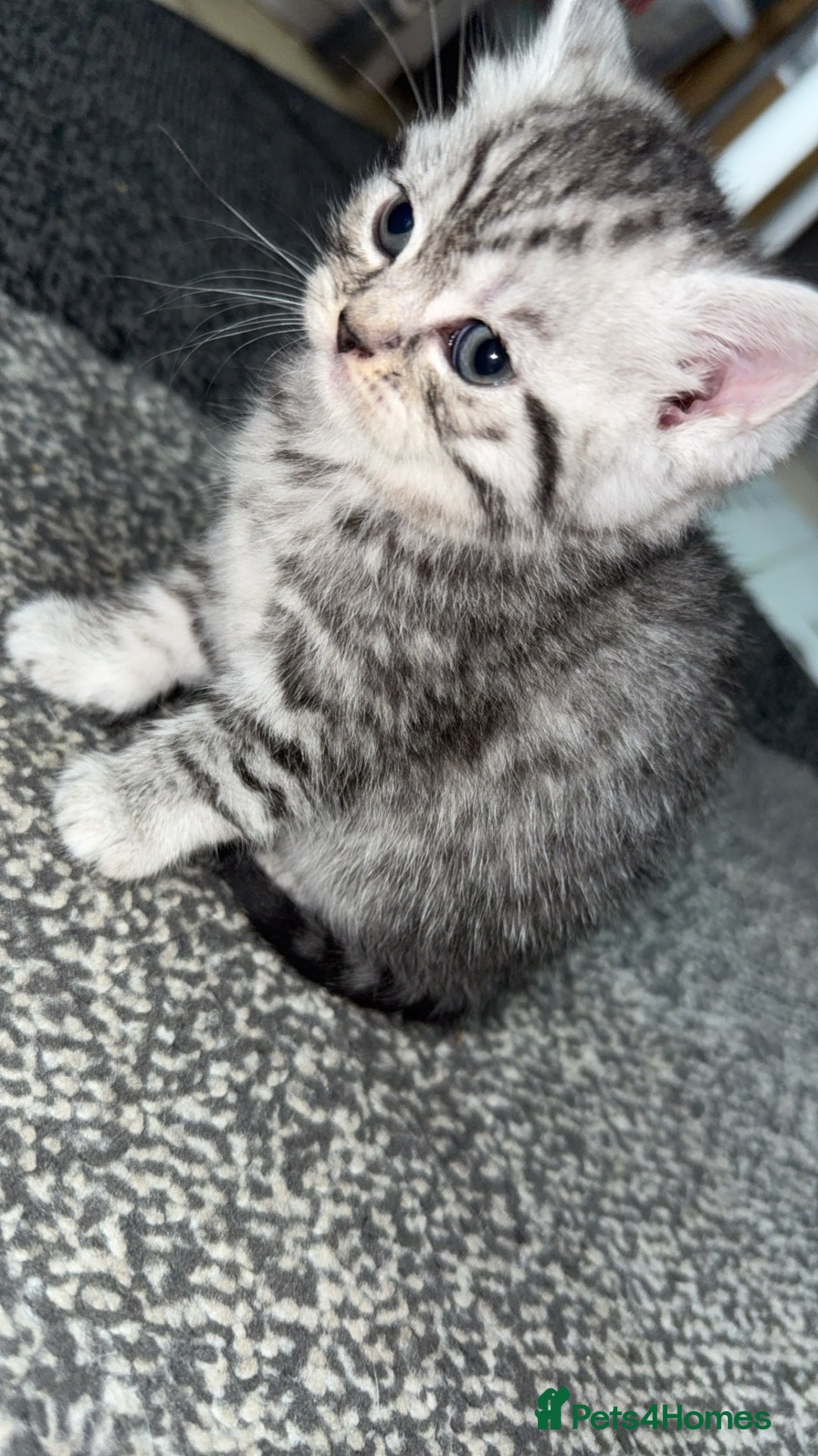 British Shorthair cats for sale: 4 beautiful tabby british shorthair kittens - Advert 13