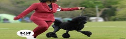 Standard Poodle dogs for stud: Proven Black and Cream Standard Poodles for stud - Advert 7
