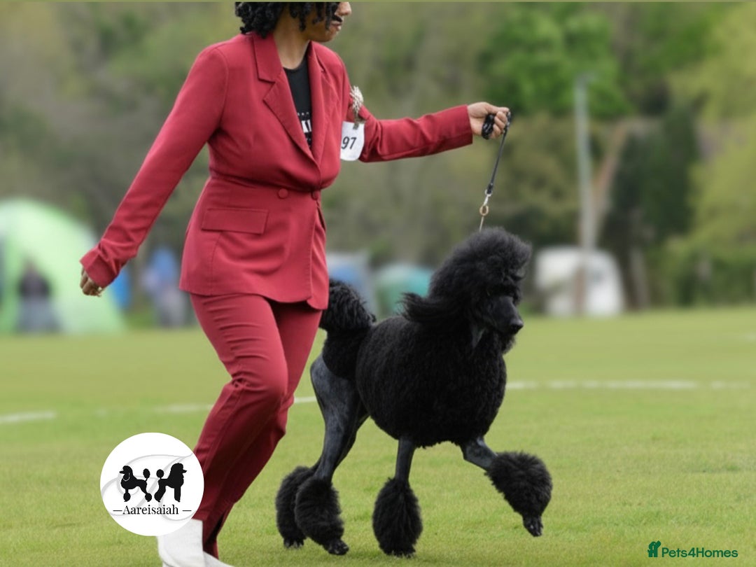 Standard Poodle dogs for stud: Proven Black and Cream Standard Poodles for stud - Advert 7