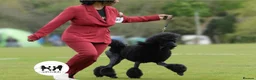 Standard Poodle dogs for stud: Proven Black and Cream Standard Poodles for stud - Advert 7