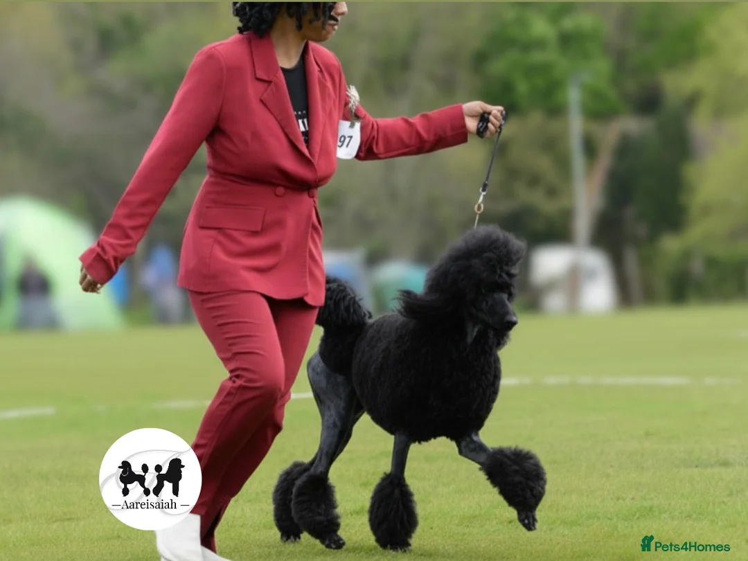 Standard Poodle dogs for stud: Proven Black and Cream Standard Poodles for stud - Advert 7