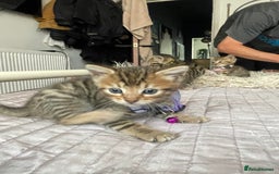 Mixed Breed cats for sale: 7 Half Snow Bengal kittens - Image 21