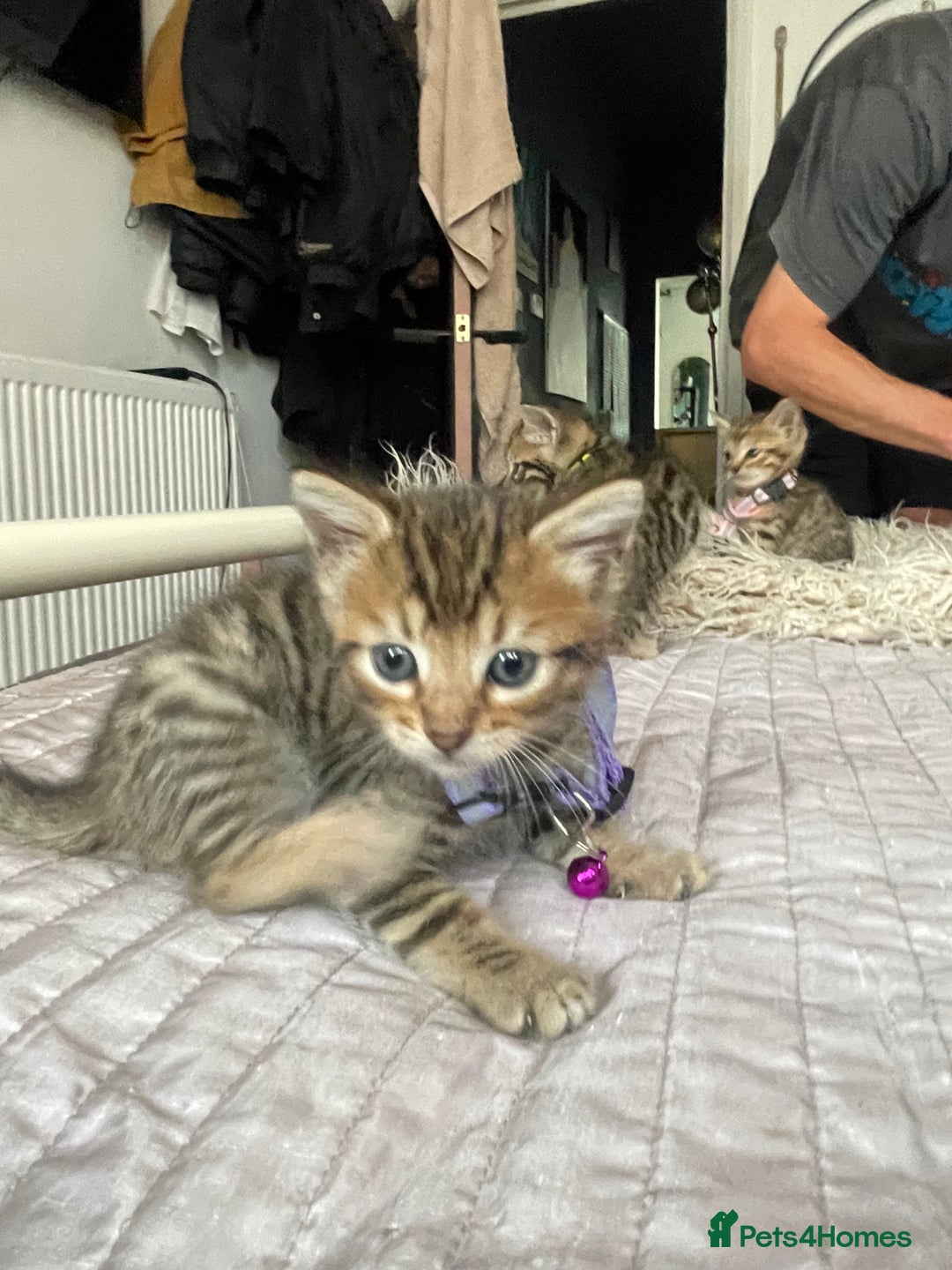 Mixed Breed cats for sale: 7 Half Snow Bengal kittens - Image 21