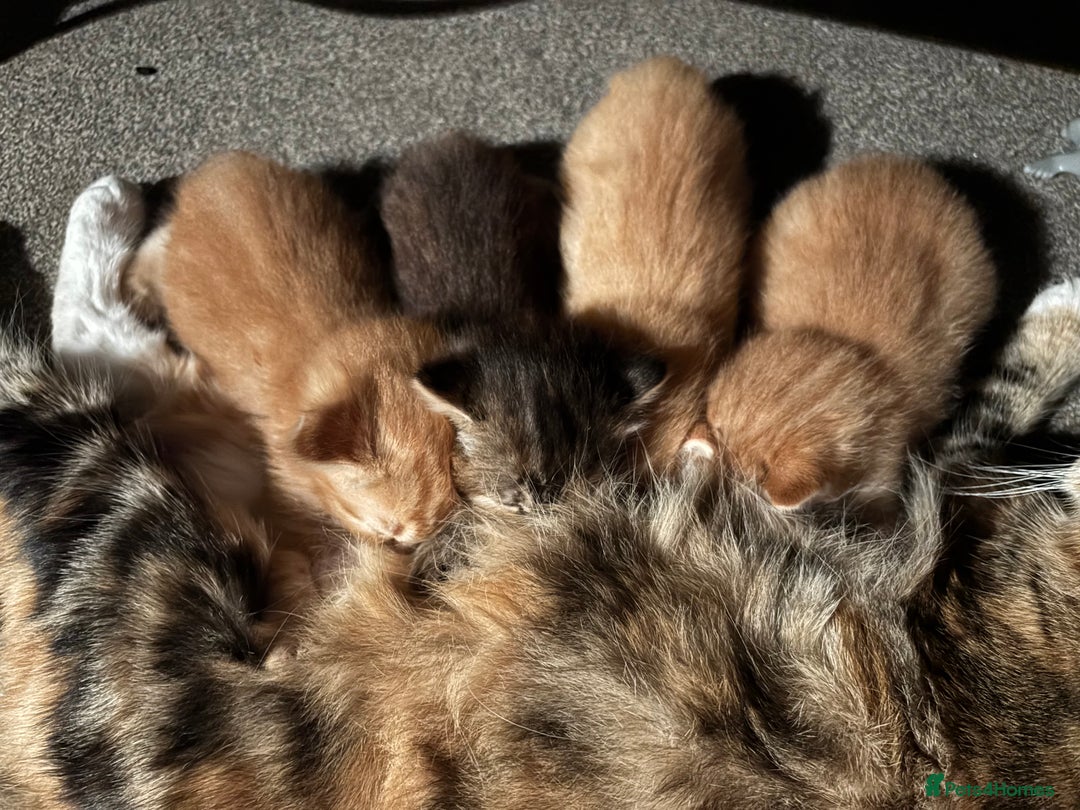 Ragdoll cats for sale: Ragdoll cross kittens - Image 1