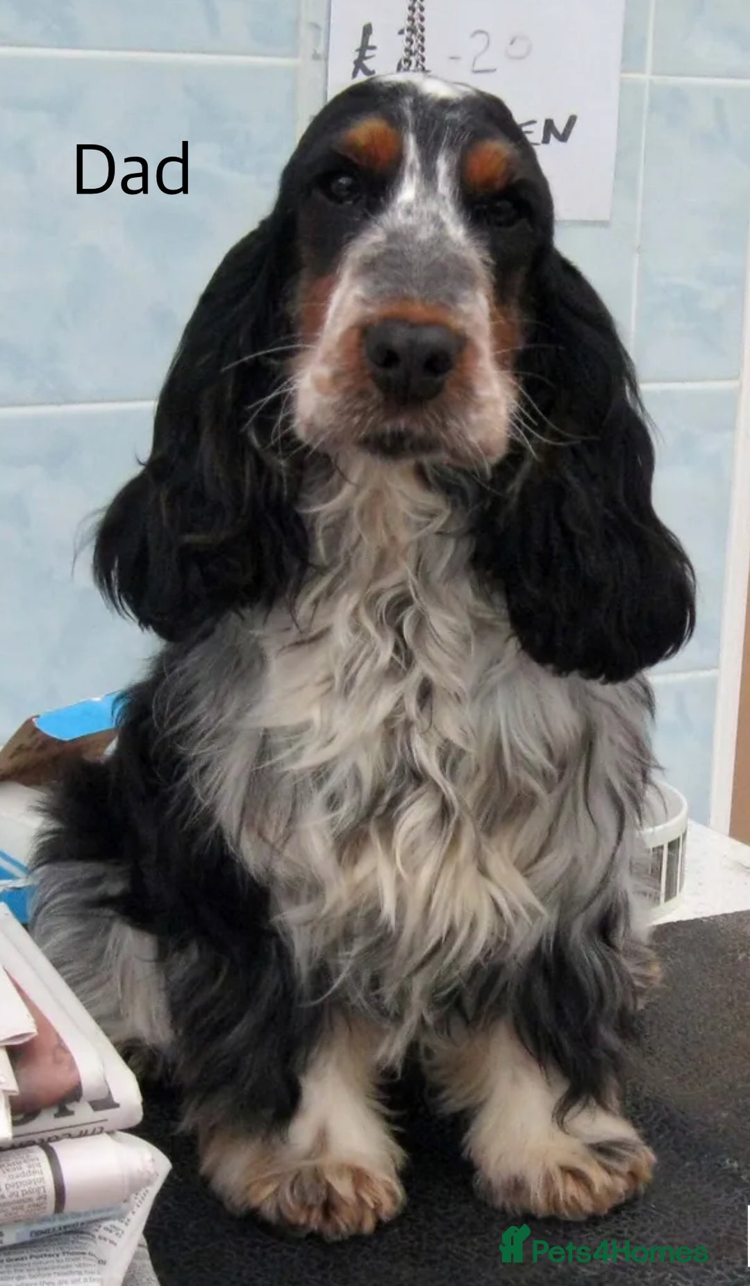Cocker Spaniel dogs for sale: KC Registered Show Type Cocker Spaniel Puppies - Image 5