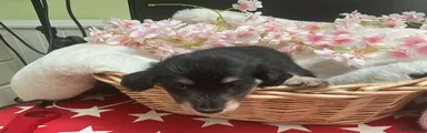 Puppy 2