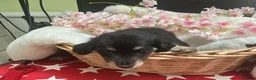 Dachshund dogs for sale: Miniture long haired dushounds puppy’s - Advert 6