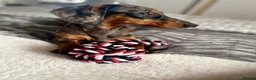 Miniature Dachshund dogs for sale: Stunning dachshund puppies   - Advert 8