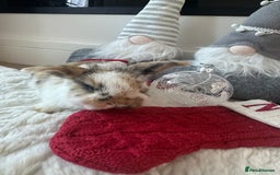 Mini Lop rabbits for sale: Baby bunnies  - Advert 9