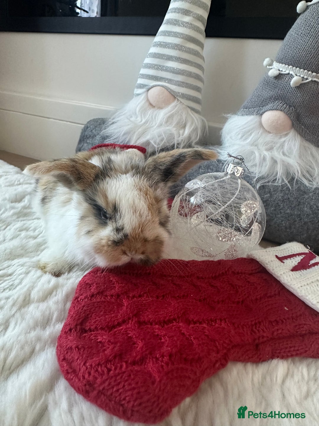 Mini Lop rabbits for sale: Baby bunnies  - Advert 9