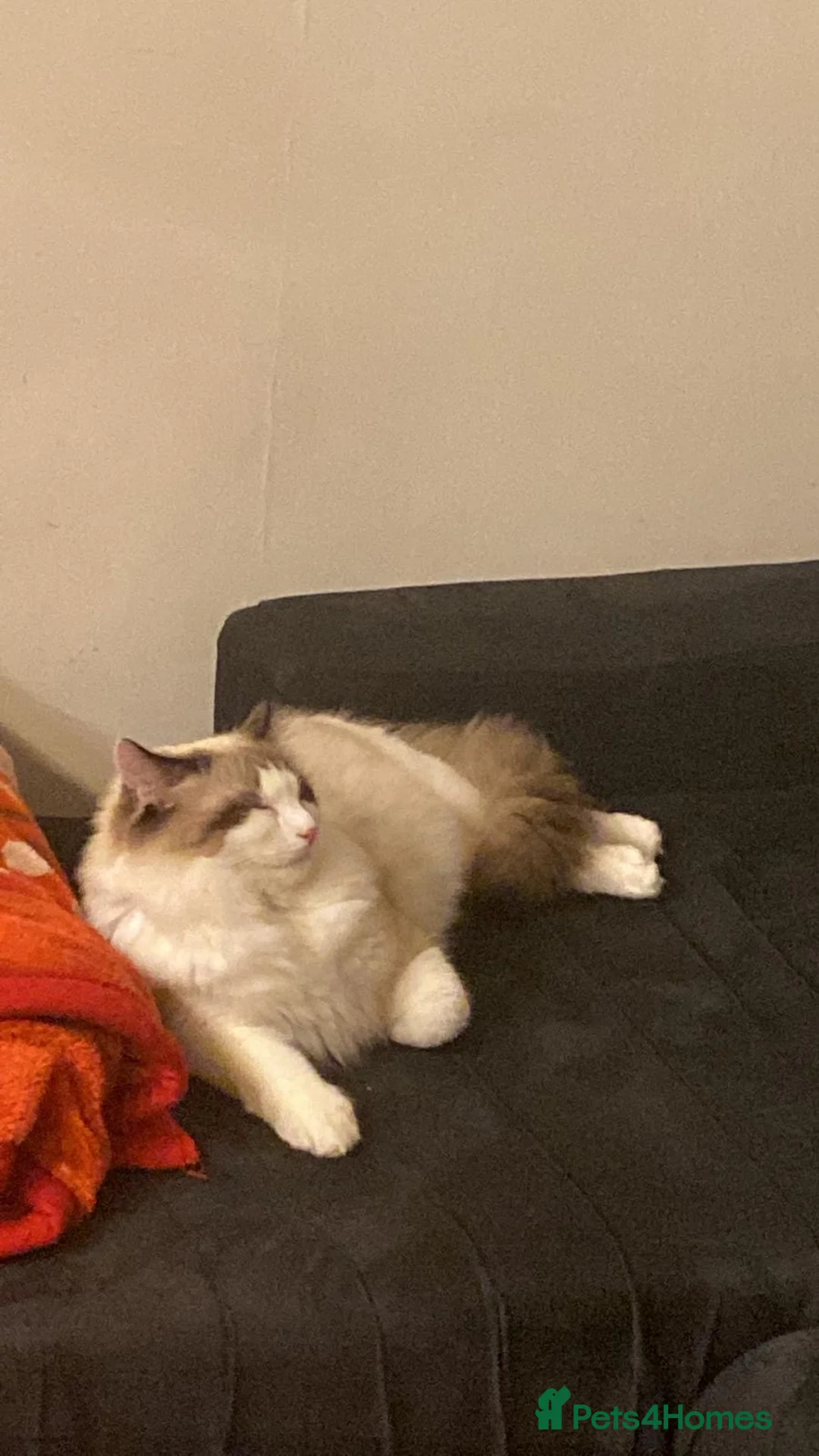 American Wirehair cats for sale:  ragdoll neutred microchipped  in Batley - Advert 3
