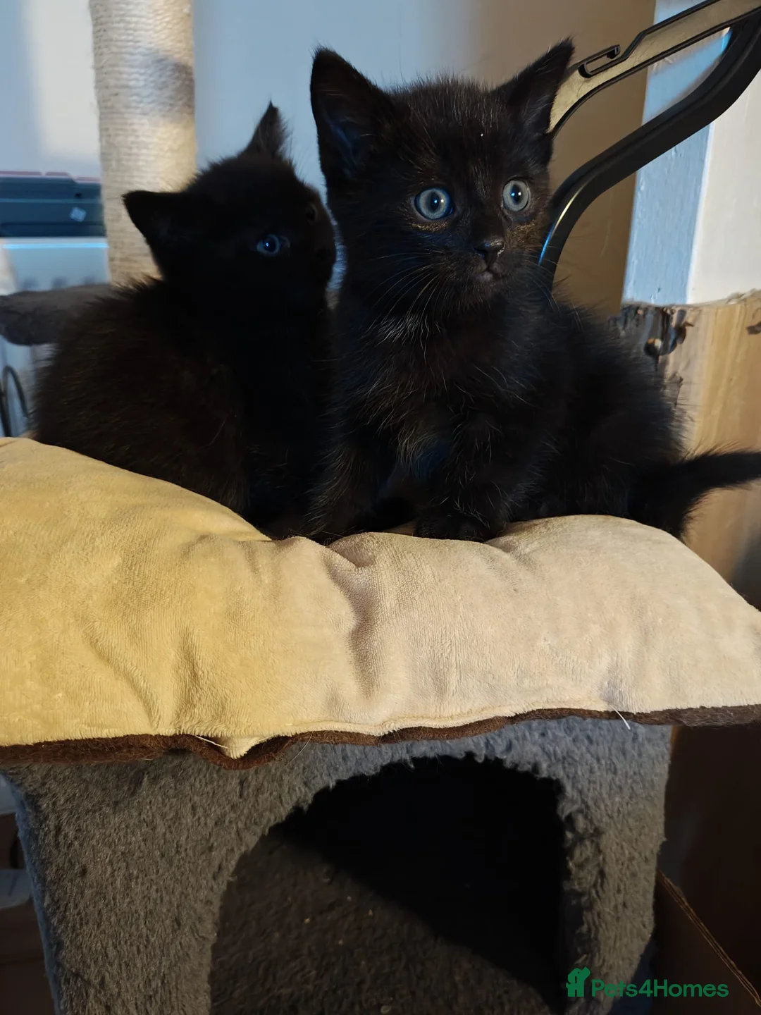 Mixed Breed cats for sale: 3 gorgerous kittens  - Advert 25