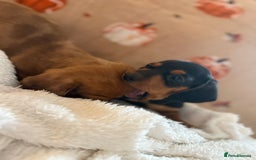 Miniature Dachshund dogs for sale: Top quality Miniature dachshund puppies. - Image 8