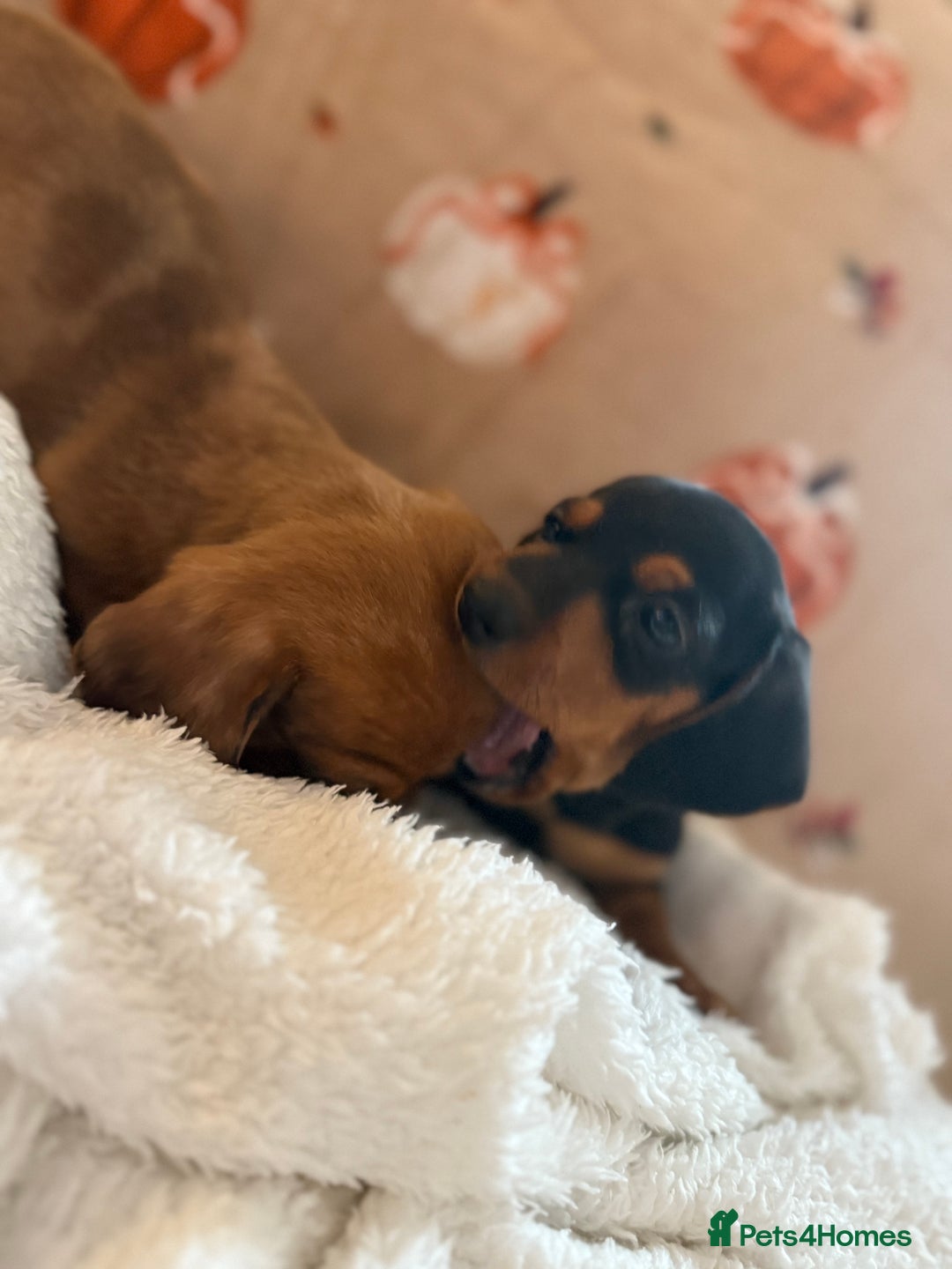 Miniature Dachshund dogs for sale: Top quality Miniature dachshund puppies. - Image 8