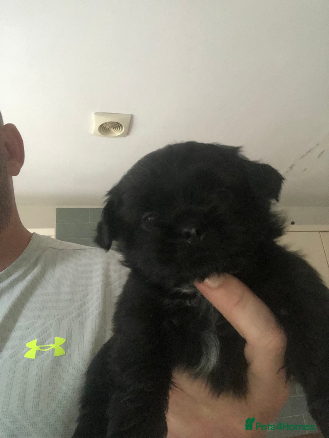 Shih Tzu dogs for sale: Imperial Shih tzu  - Image 2