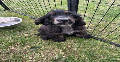 Cocker Spaniel dogs - Advert 2