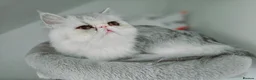 Persian cats for sale: Female Breeder Persian Cat Silver Tabby - GCCF - Advert 5