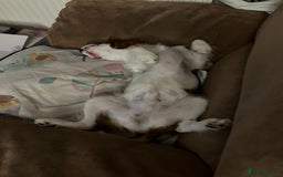 Cavalier King Charles Spaniel dogs for sale: Cavalier king Charles 2 years old - Image 4