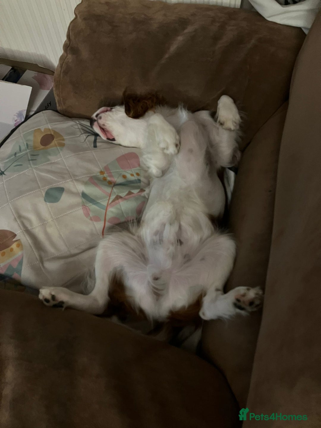 Cavalier King Charles Spaniel dogs for sale: Cavalier king Charles 2 years old - Image 4