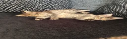 Maine Coon cats for sale: Main coon kittens  in Cumnock - Advert 12