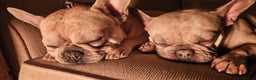 French Bulldog dogs for sale: French Bull Dog Puppies Bitches - Advert 9