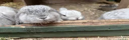 Mini Lop rabbits for sale: 6 mini lops for collection on 20th August 2026 - Advert 17