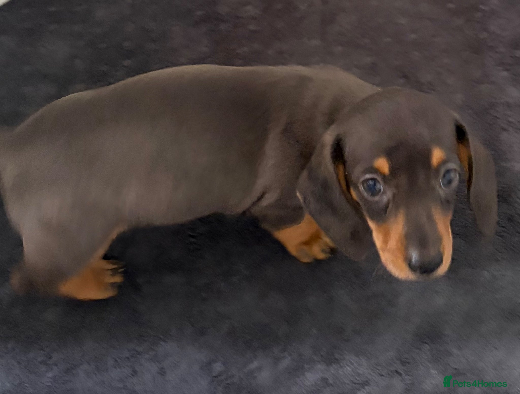 Miniature Dachshund dogs 2 Girls Left - KC stunning Miniature Dachshunds 🩷 - Advert 13