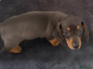 Miniature Dachshund dogs 2 Girls Left - KC stunning Miniature Dachshunds 🩷 - Advert 13