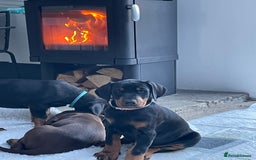 Dobermann dogs for sale: KC REG Fully health tested parents - Image 32