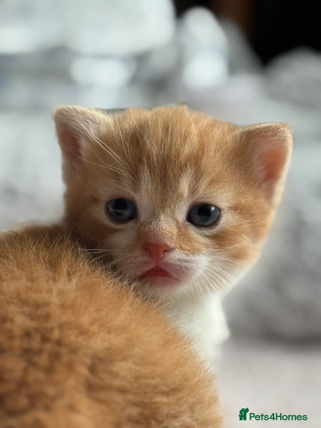 Mixed Breed cats for sale: Mixed British shorthair  - Advert 4