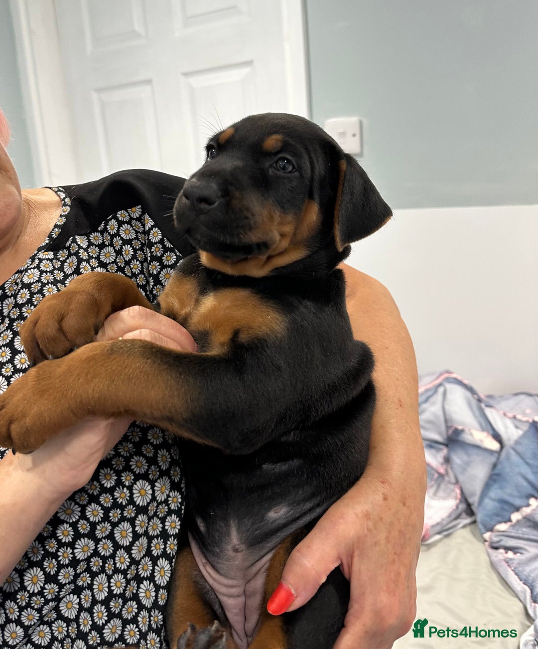 Mixed Breed dogs for sale: Pure breed Chinese red dog puppies/Laizhou Hong - Image 30