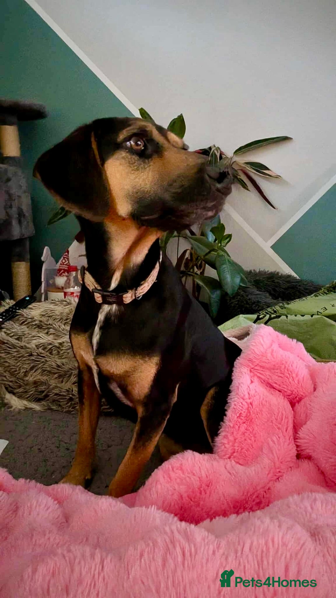 Mixed Breed dogs for adoption: ❤️ Deuce This beautiful soul has come so far… ❤️ - Advert 6