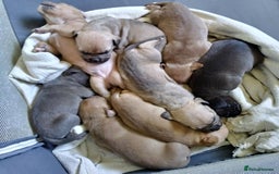 Mixed Breed dogs for sale: 4 beautiful pocket bully/mixed - Image 24